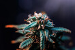 Extreme macro of Marijuana plant at flowering stage against dark background