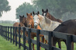 Herd of curious Thoroughbred mares