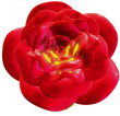 4K 3D Rose Blume Blüte Valentinstag rot gelb