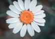 Macro shot of Chamomile or daisy flower fibonacci pattern