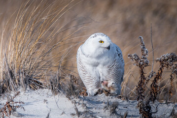 Wall Mural - a snowy owl in sand due searching for food