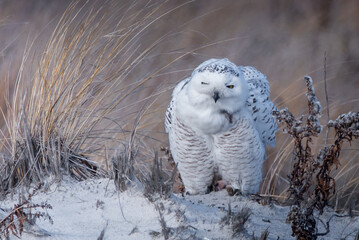 Wall Mural - a snowy owl with a funny face
