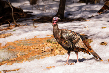 wild turkey (meleagris gallopavo) with snow on ground
