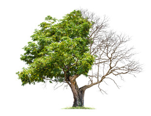 Wall Mural - concept of doubleness. dead tree on one side and living tree on the different side. isolated on a wh