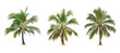 isolated big coconut tree on White Background.The collection of coconut trees. tropical trees isolated used for design, advertising and architectureThailand, tropical trees isolated used for design,