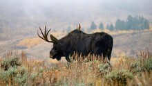 A Close-up Side View Of A Solitary Adult Bull Moose (Alces Alces), Or Known As An Elk In Eurasia, Walking Through Sagebrush In Jackson Hole, Wyoming In Early Morning Mist.