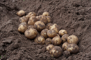 Wall Mural - Fresh potatoes after harvest to prepare for processing into the factory.