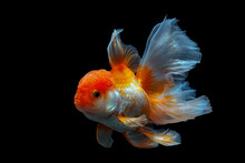 Goldfish Isolated On A Dark Black Background	