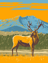 WPA Poster Art Of An Elk, Cervus Canadensis Or Wapiti In The Rocky Mountain National Park In Northern Colorado, United States USA Done In Works Project Administration Style.