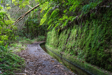 Hiking path in the forest by Levada do Rei