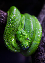 Green Python, Morelia Viridis On Tree In Terrarium