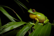 Red-eyed Tree Frog (Litoria Chloris) Croaking On A Rainforest Palm Leaf At Night. Currumbin, Queensland, Australia.