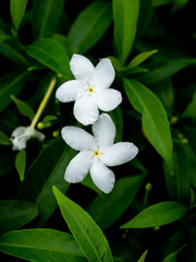 Wall Mural -  Pollen of Gardenia Blooming