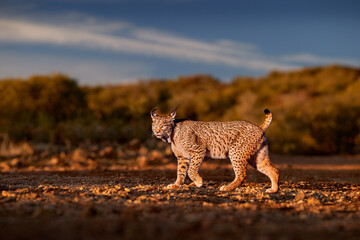 Wall Mural - spain wildlife. iberian lynx, lynx pardinus, wild cat endemic spain in europe. rare cat walk in the 