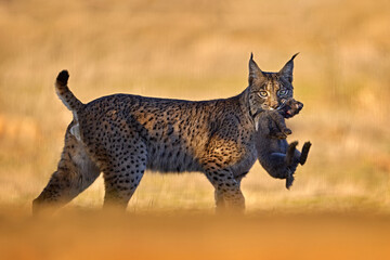 Wall Mural - lynx with catch prey rabbit. spain wildlife. iberian lynx, lynx pardinus, wild cat endemic to iberia