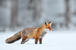 Czech nature. Red fox in white snow. Cold winter with orange furry fox. Hunting animal in the snowy meadow, Japan. Beautiful orange coat animal in nature.