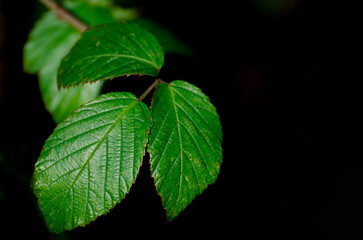 Canvas Print - A close-up selective focus shot of green leaves on twigs isolated on a black background