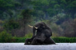 Elephant in rain, Victoria Nile delta. Elephant in Murchison Falls NP, Uganda. Big Mammal in the green grass, forest vegetation. Elephant watewr walk in the nature habitat. Uganda wildlife, Africa.