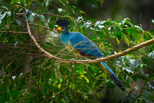 Great Blue Turaco, Corythaeola Cristata, Bird Sitting On The Tree Branch In The Nature Habitat. Blue Turaco In Kibale Forest In Uganda, Africa. Beautiful Bird With Crest In The Forest Nature Habitat.