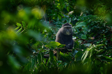 Wall Mural - Blue diademed monkey, Cercopithecus mitis, sitting on tree in the nature forest habitat, Bwindi Impenetrable National Park, Uganda in Africa. Cute monkey with long tail on big tree branch, wildlife.