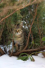 cat in the forest