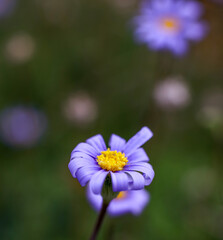 Grecian Windflowers; overhead view 