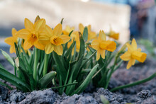 Dwarf Daffodil Flowers In The Garden In Early Spring