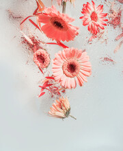 Flying Pink Gerbera Flowers With Water Drops At White Background. Levitation Concept With Beautiful Daisies . Front View.