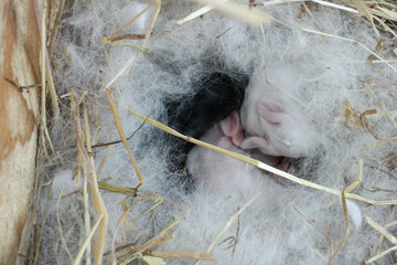 Wall Mural - newborn rabbits seen up close in the wooden kennel with wadding and hay.the newborns sleep waiting for the mother to be suckled.two white rabbits and one black.foto made outdoors of Tuscan farm.