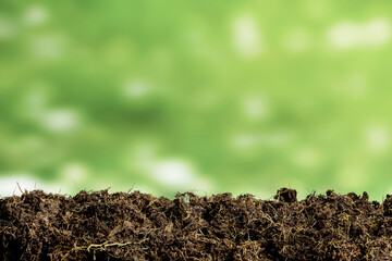 Wall Mural - Green seedling growing on the ground in the rain