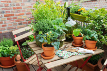 Green Potted Herbs Cultivated In Balcony Garden