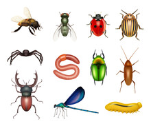 Insects. Realistic Flies Dragonflies Ants Insect Pests Larvae Butterflies Decent Vector Colored Pictures Of Scarab Or Beetles Bugs
