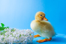 A Small Yellow Duck On A Blue Background With A Lilac Branch. Easter And Spring Holiday.