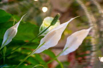 Wall Mural - exotic plants and flowers in  a green house - Spathiphyllum