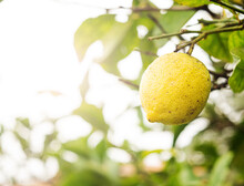 Ripe Fresh Lemon Hangs On Tree Branch In Sunshine. Closeup.