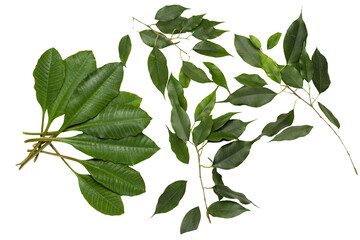 nature green  ficus; milkweed leaves  isolated on white background.