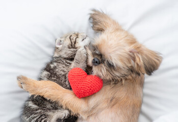 Fototapete - Friendly Brussels Griffon puppy embraces tiny tabby fold kitten under white warm blanket on a bed at home near a red heart. Top down view