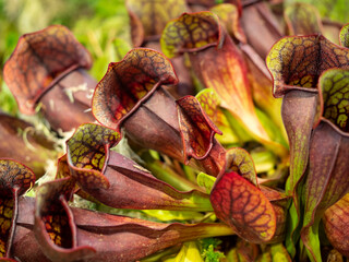 Wall Mural - exotic plants and flowers in  a green house - sarracenia purpurea