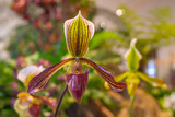 Fototapeta Storczyk - exotic plants and flowers in  a green house - Paphiopedilum