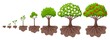 © LadadikArt - Tree growth cycle. Agriculture growing plant, apple bush change. Isolated planting concept, cartoon garden fruits blossom. Germinating seed, garish vector scene