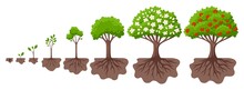 Tree Growth Cycle. Agriculture Growing Plant, Apple Bush Change. Isolated Planting Concept, Cartoon Garden Fruits Blossom. Germinating Seed, Garish Vector Scene