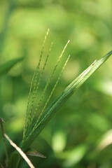 Canvas Print - It's a nice photo of a Beautiful Grass Flower with green background.