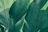 Fototapeta Łazienka - tropical palm leaf, green nature background