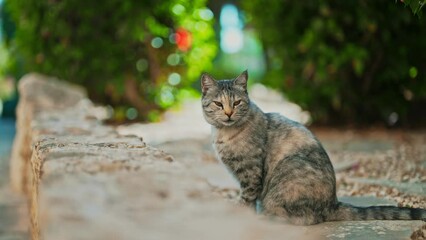 Wall Mural - Stray cute cat sitting on the street.