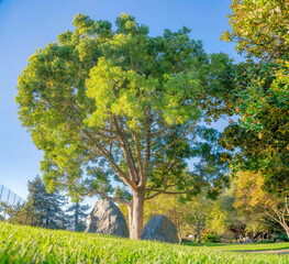 Tree in the middle of two large rocks on a lawn at California