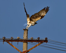 Bald Headed Eagle With Its Prey Ready To Take Off Its Flight From The Electric Pole.