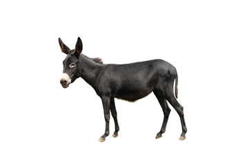 Poster - Black Donkey isolated on white background