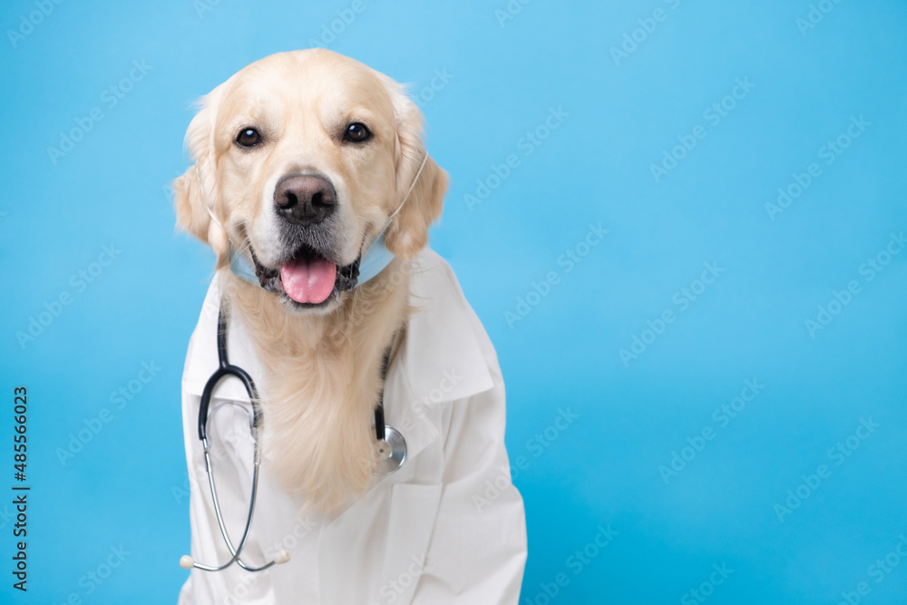 A dog in a white coat with a stethoscope sitting on a blue background. Golden  Retriever in the costume of a doctor, veterinarian. The concept of medical  care Stock Photo | Adobe
