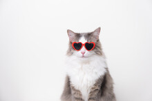 Cute Funny Cat With Red Heart-shaped Sunglasses Sitting On A White Background. Postcard With Cat With Space For Text. Concept Valentine's Day, Wedding, Women's Day, Birthday