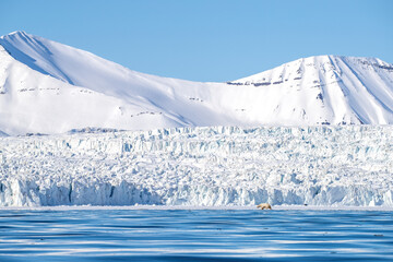 Wall Mural - polar bear walks against a backdrop of snowy mountains, along the edge of the fast ice in yoldiabukt